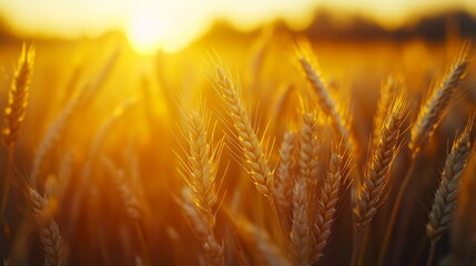A close-up of golden mature black wheat ears shining in the soft dawn sunlight, with high resolution and professional clarity, perfectly showcasing the themes of harvest, nature, and agriculture.