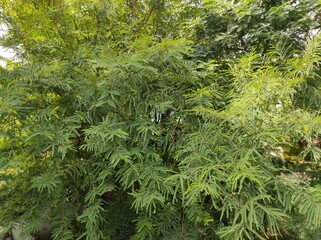 Gooseberry tree background