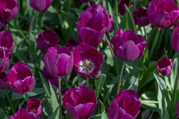 Beautiful  purple tulips. colourful background. Close-up
