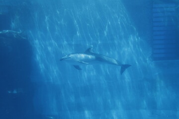 Fototapeta premium dolphin 