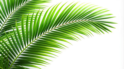 Obraz premium Green palm branches in a corner arrangement. On isolate white