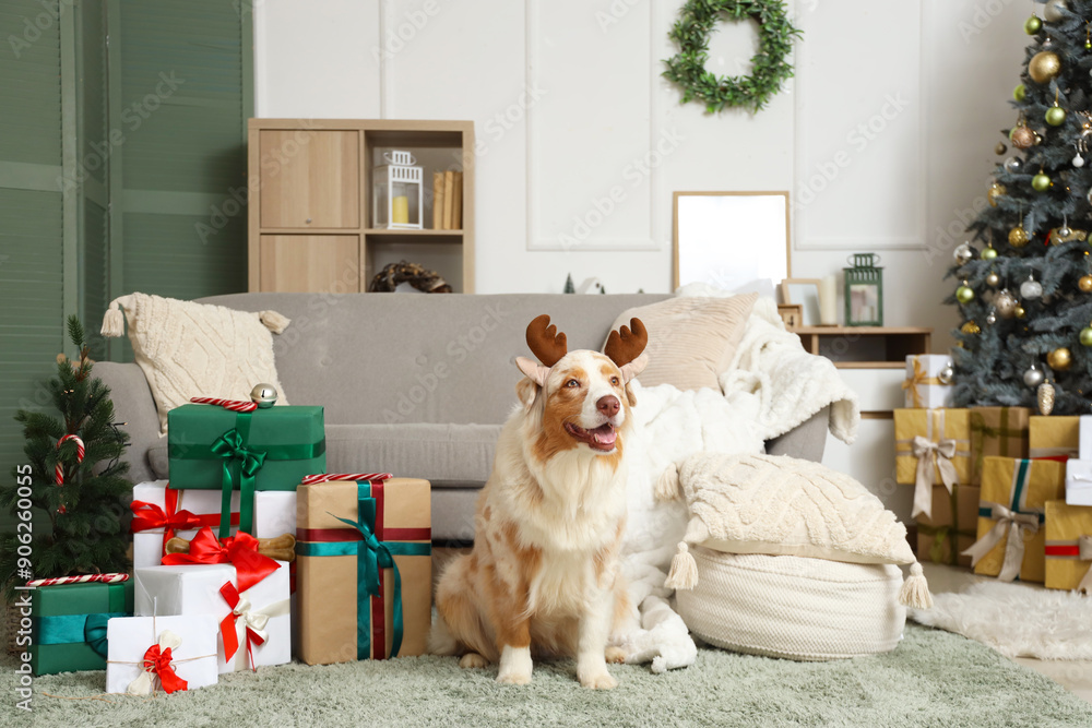 Canvas Prints Australian Shepherd dog in reindeer horns with Christmas presents at home