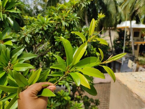 chikku leaves on the hand