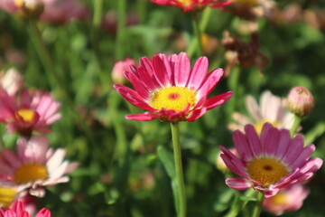 Pink daisies at the garden