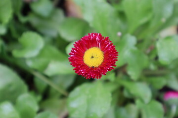 Red daisy flower on the field. Close up shot. Selective focus.