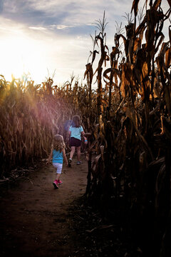 Young sisters walking through corn field on sunny evening