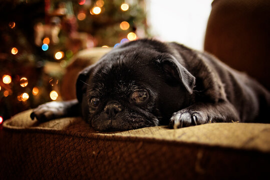 Black pug dog on couch in front of Christmas tree