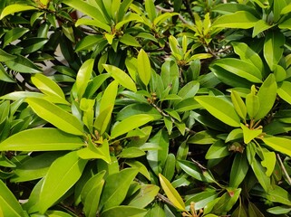 Chikku tree leaves and tender chickkus with flowers