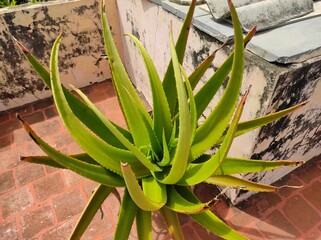 aloe vera plant in garden