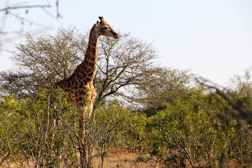 giraffe walking in the savannah