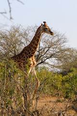 giraffe walking in the savannah