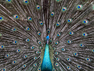 Obraz premium A majestic peacock with beautiful feathers