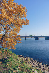 bright autumn tree with peters bridge view in Wiborg