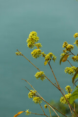 The wild flower in the garden