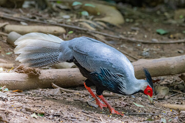 Naklejka premium The Kalij Pheasant on ground in nature