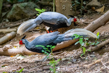 The Kalij Pheasant on ground in nature