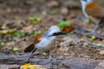 The White-crested Laughing Thrush on ground