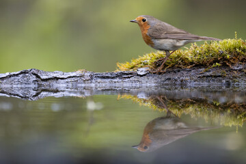 Bird Robin Erithacus rubecula, small bird in forest puddle, spring time in Poland Europe