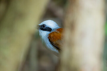 The White-crested Laughing Thrush on ground