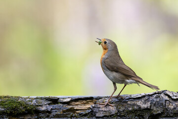 Bird Robin Erithacus rubecula, small bird in forest puddle, spring time in Poland Europe