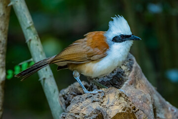 The White-crested Laughing Thrush on ground