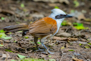 The White-crested Laughing Thrush on ground