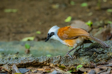 The White-crested Laughing Thrush on ground