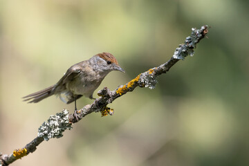 Bird - female Blackcap Sylvia atricapilla spring time, Poland Europe