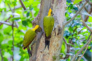 The Greater Yellownape on the tree