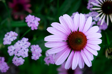 Obraz premium purple coneflower Echinacea purpurea amazing pink flower in summer garden, Garden-Inspired Wallpaper or Desktop Background