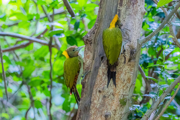 The Greater Yellownape on the tree
