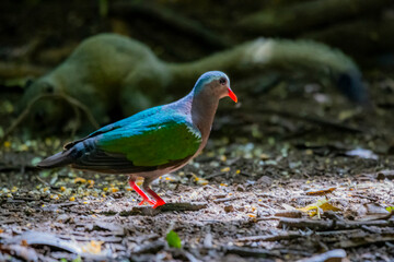 Common Emerald Dove on ground in nature