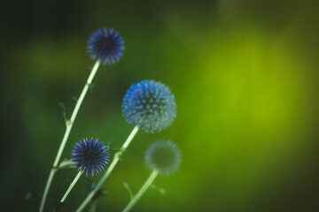 Garden summer theme - Globe thistle Echinops ritro amazing blue flowers Floral Pattern for Nature-Themed Decoration, Vibrant blue balls for Garden-Inspired Wallpaper or Desktop Background