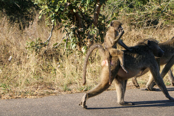 baboon sitting on the ground