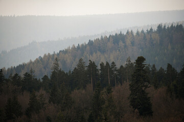 The Elevated Hiking Path of Baumwipfelpfad Schwarzwald, in the Black Forest
