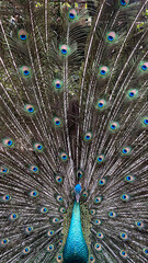 Obraz premium A majestic peacock with beautiful feathers portrait