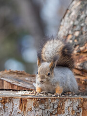 A squirrel sits on a stump and eats nuts in autumn.