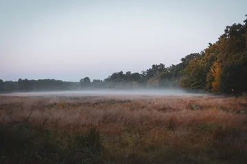 Herbstlicher Morgennebel auf einer weiten Wiese
