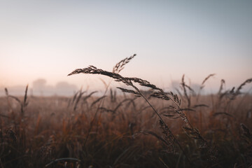 Obraz premium Grashalme im nebligen Morgenlicht
