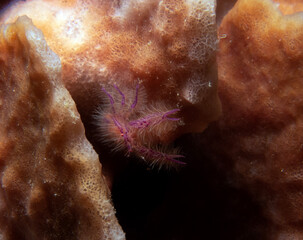 A Pink hairy squat lobster also known as Fairy crab Boracay Island Philippines