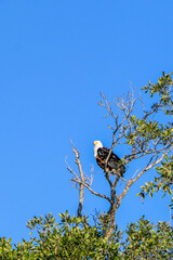 bald eagle in the nest