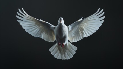 Fototapeta premium Flying dove. Pigeon on a black background.