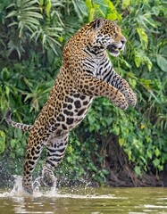 Naklejka premium Jumping Jaguar. Green natural background. Panthera onca. Natural habitat. Cuiaba river, Brazil