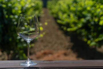 An empty wine glass against the backdrop of light-flooded vineyards. Waiting for the grape harvest and wine tasting. Winemaking and agriculture