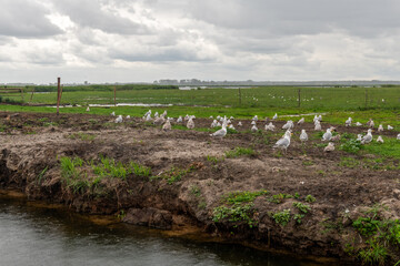 stado ptak&oacute;w wodnych na pastwisku