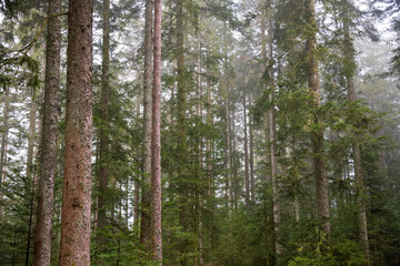 Fototapeta premium The Pine Forest at Nationalpark Schwarzwald, Black Forest National Park