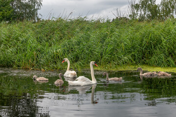 rodzina łabędzi nieopodal brzegu porośniętego ogromnymi trawami. Woliński Park Narodowy, Polska © Kamil_k2p
