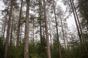 The Pine Forest at Nationalpark Schwarzwald, Black Forest National Park