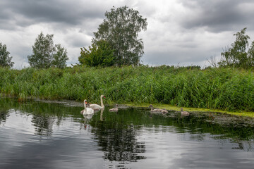 rodzina łabędzi nieopodal brzegu porośniętego ogromnymi trawami. Woliński Park Narodowy, Polska © Kamil_k2p