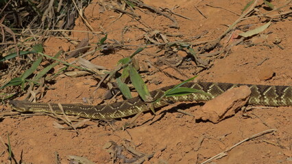 Rattlesnake Moving Silently from Path into Grass
